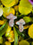 Tribal Toadstools